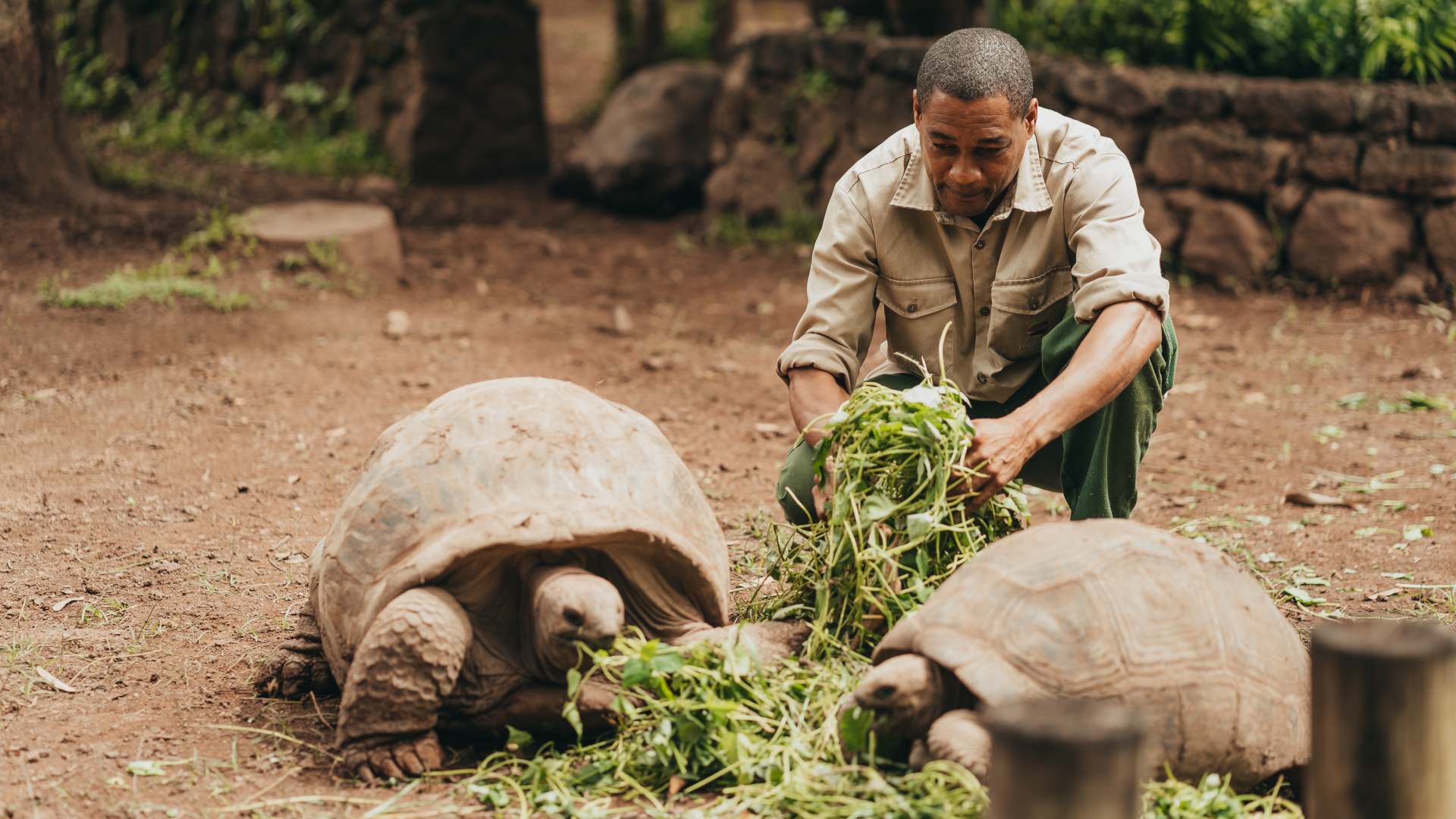 Visit the giant tortoises of Aldabra