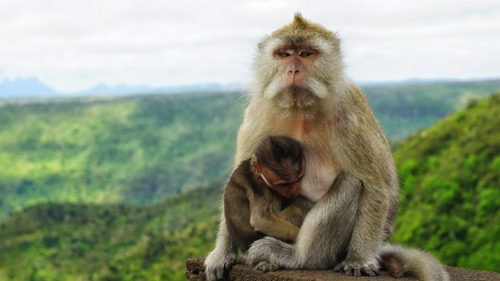 Wild monkey seen in the Chamarel area